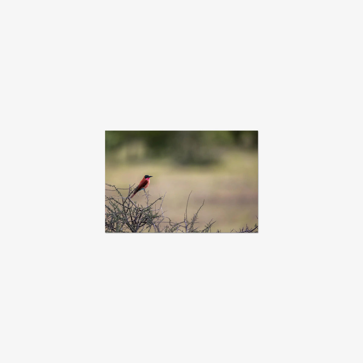 Carmine — mini / print / n/a