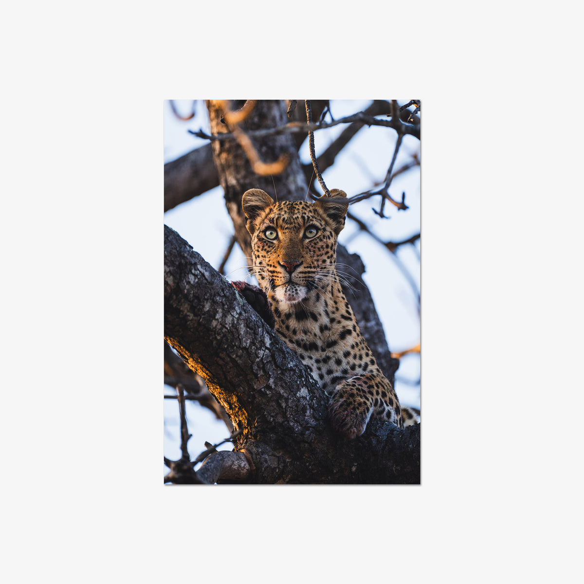Caught Looking
