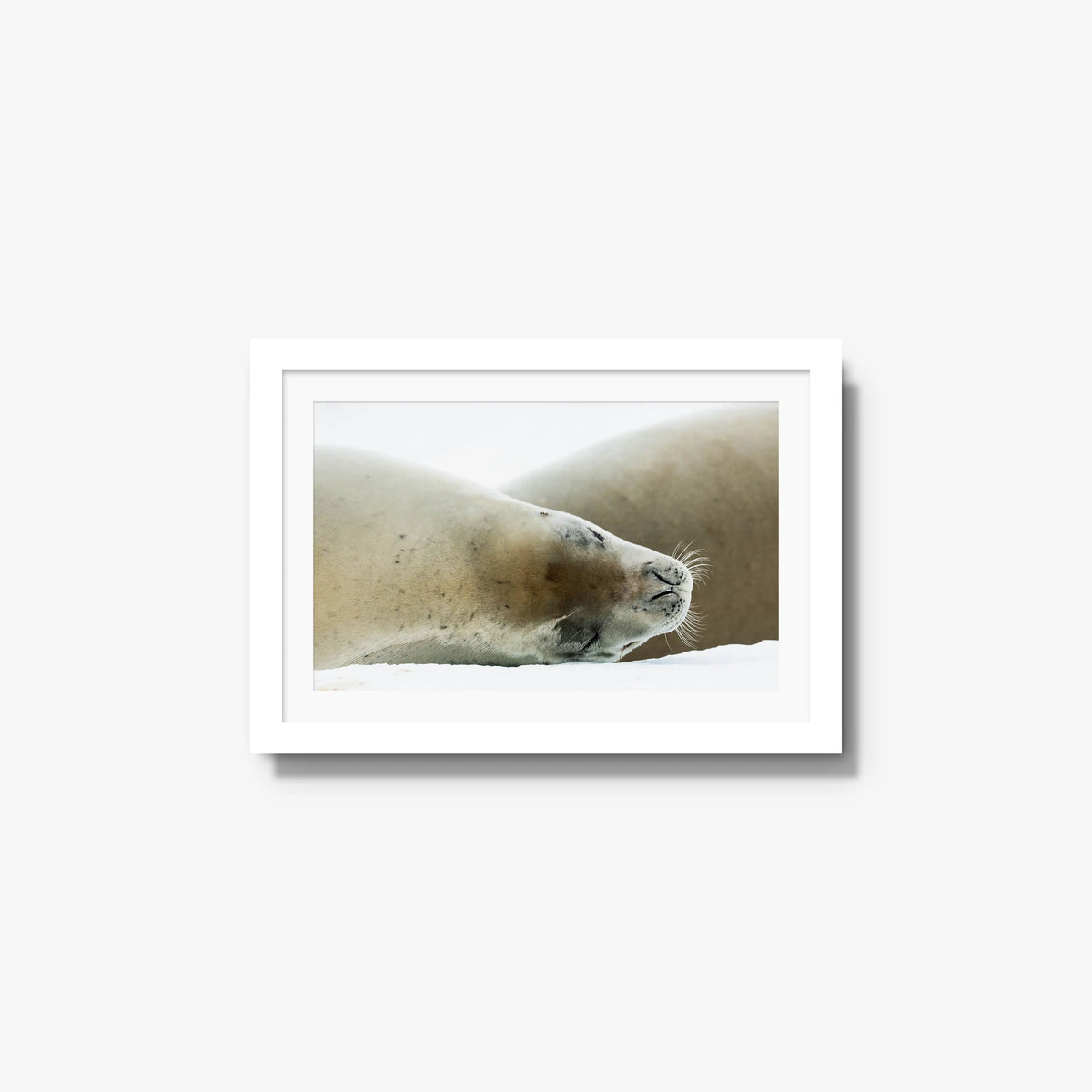 Crabeater — small / white / mat
