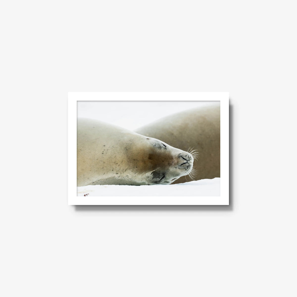 Crabeater — small / white / full