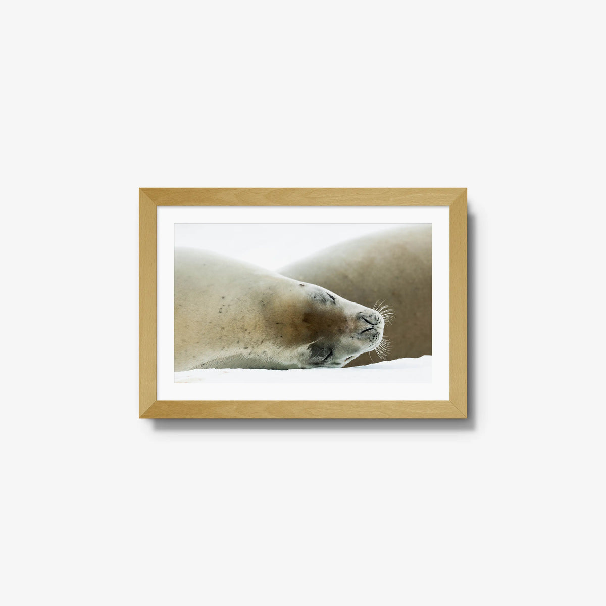 Crabeater — small / natural / mat