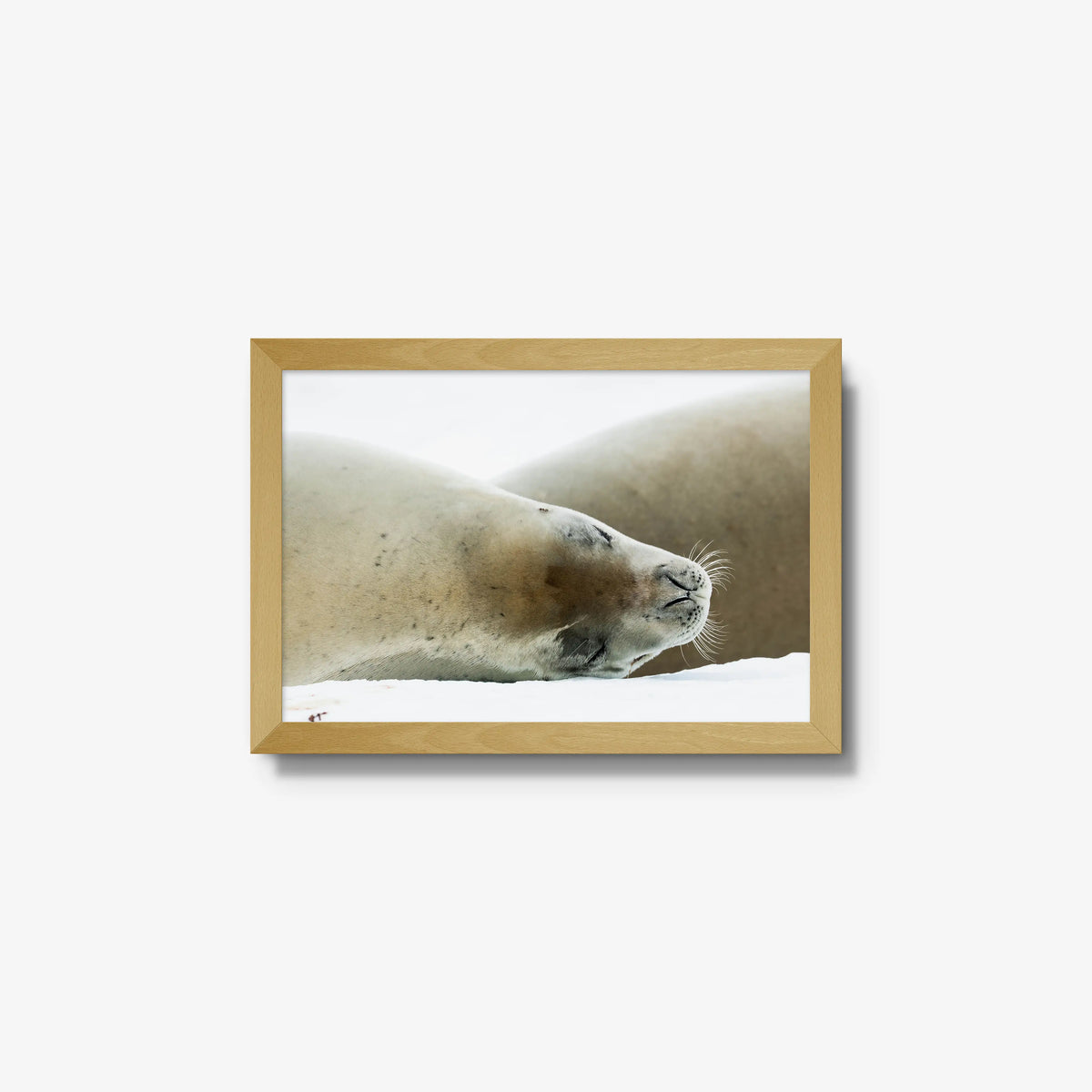 Crabeater — small / natural / full