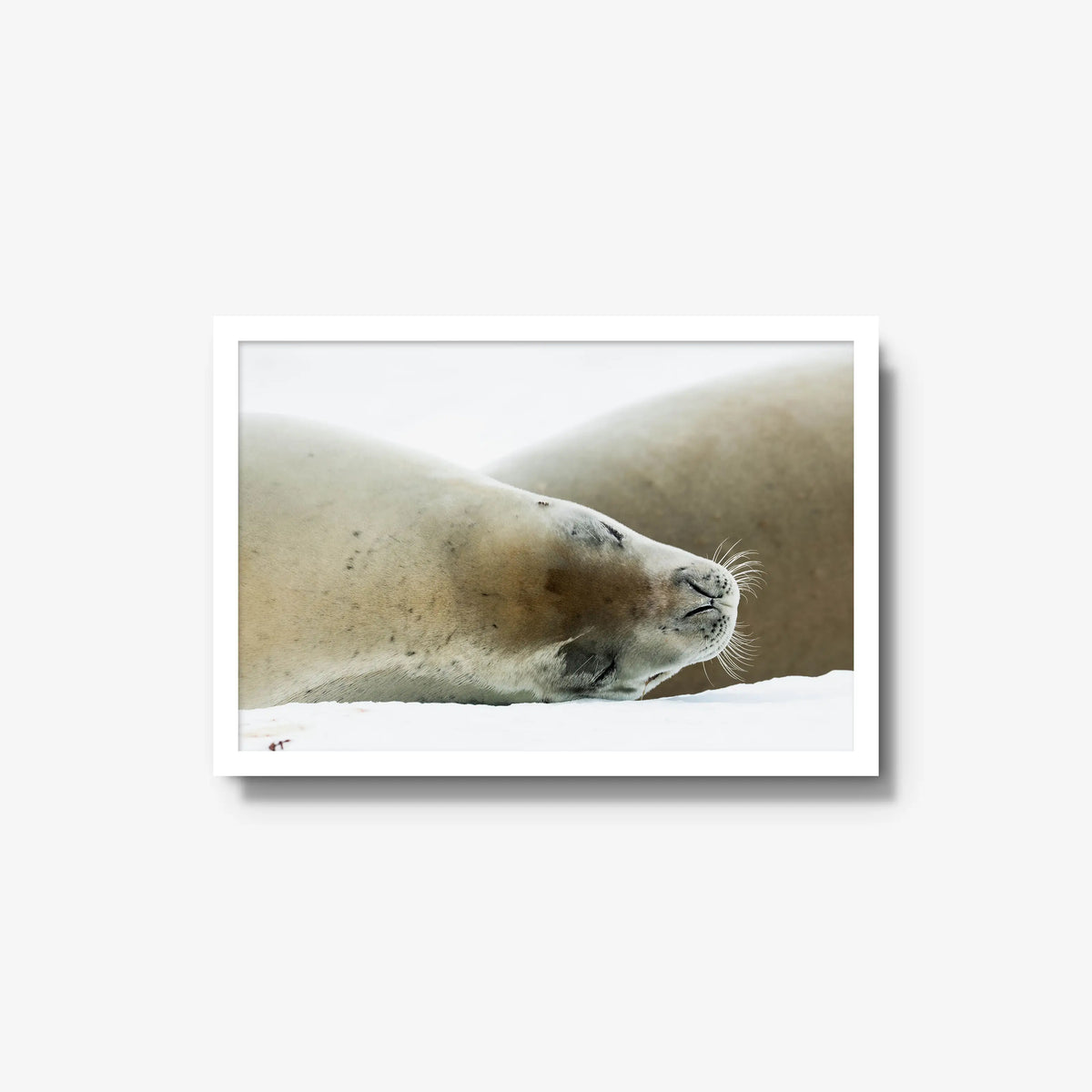 Crabeater — medium / white / full