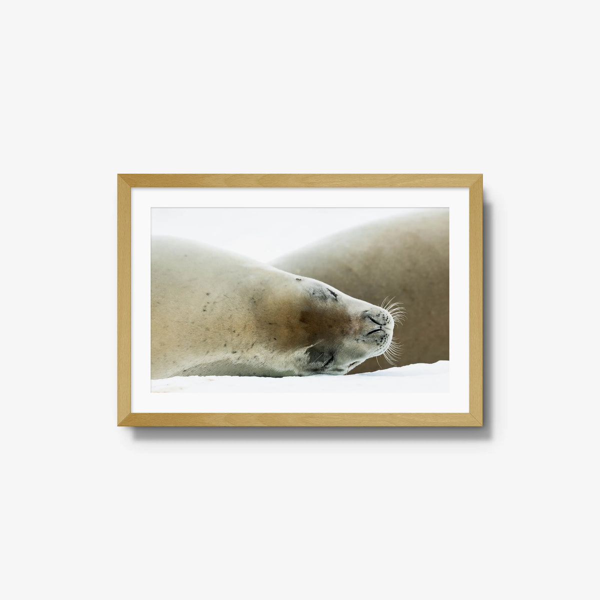 Crabeater — medium / natural / mat