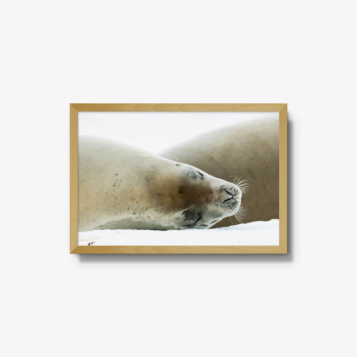 Crabeater — medium / natural / full