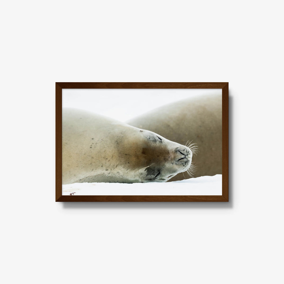 Crabeater — medium / brown / full