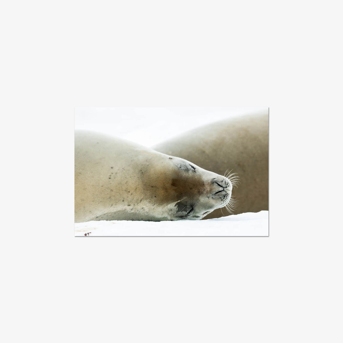 Crabeater — medium / print / n/a