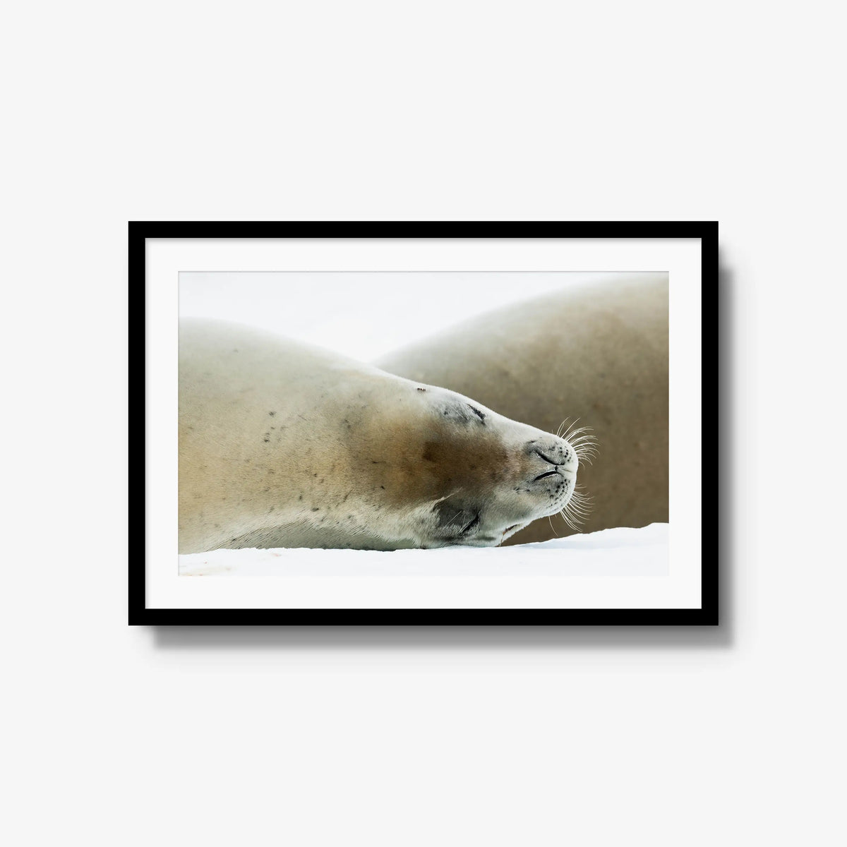 Crabeater — large / black / mat