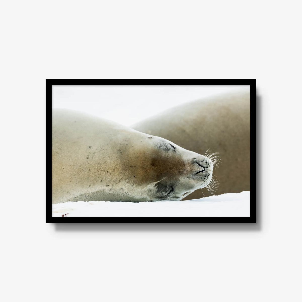 Crabeater — large / black / full