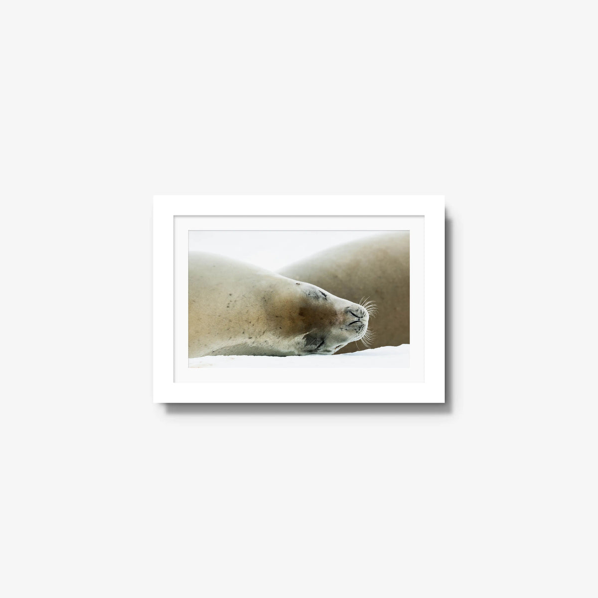 Crabeater — mini / white / mat
