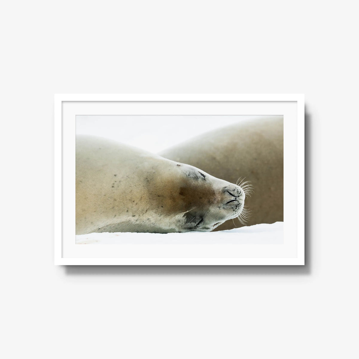 Crabeater — large / white / mat