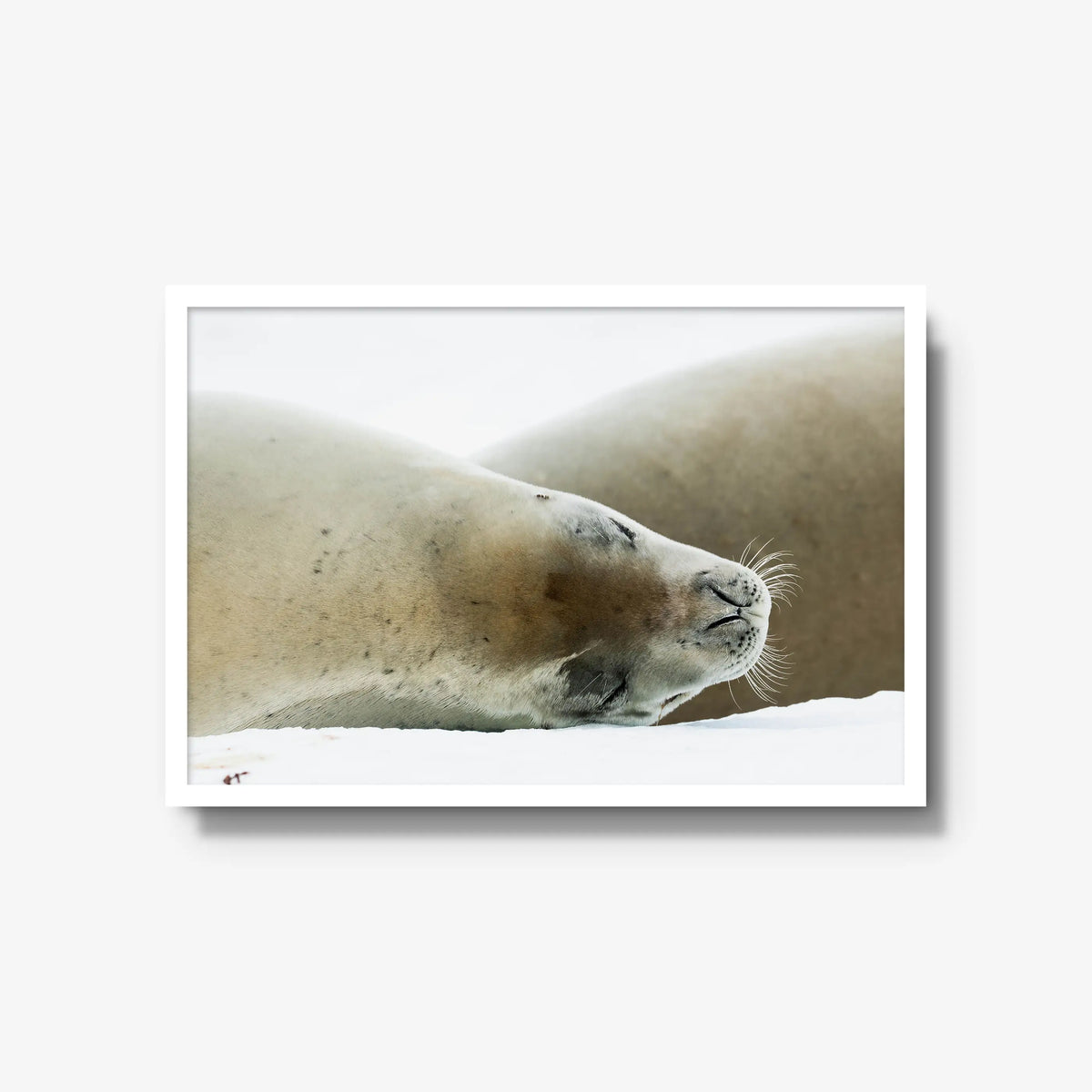 Crabeater — large / white / full