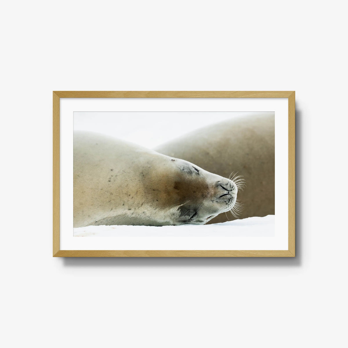 Crabeater — large / natural / mat