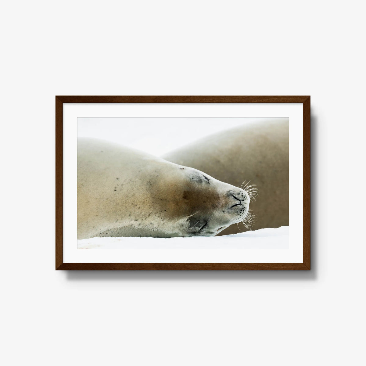 Crabeater — large / brown / mat