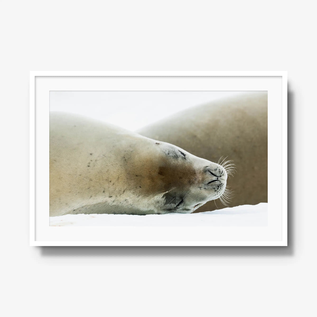 Crabeater — gallery / white / mat