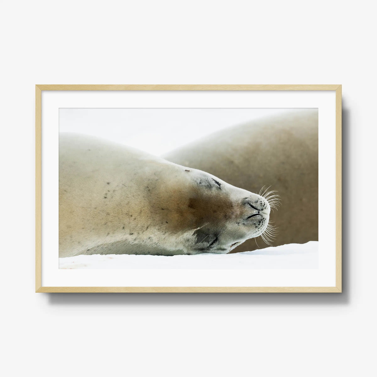 Crabeater — gallery / natural / mat