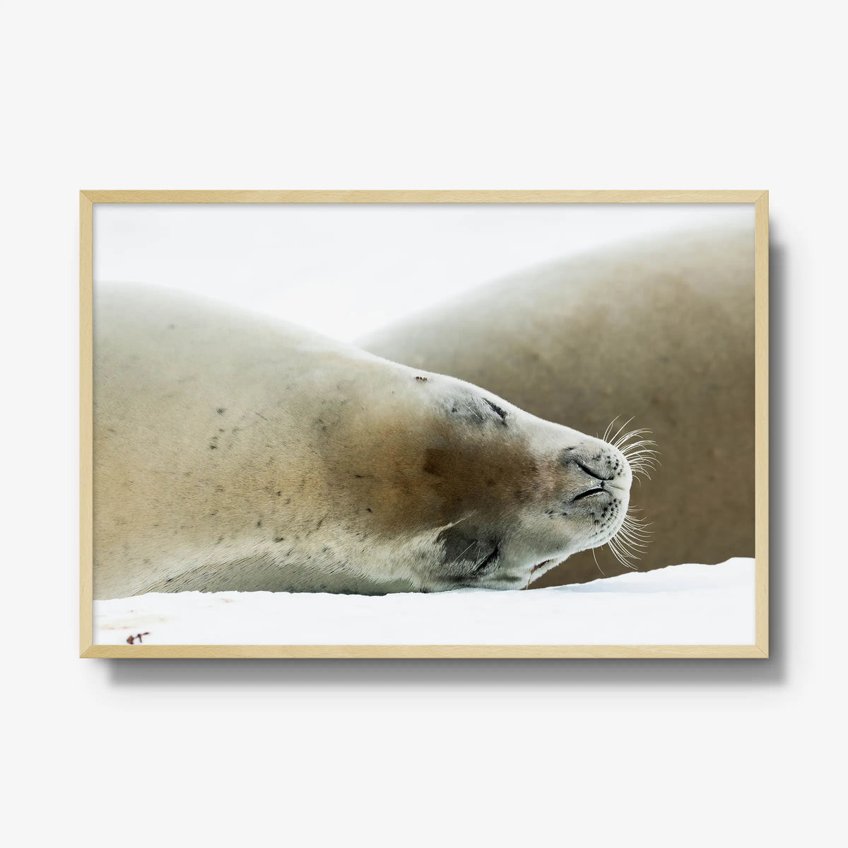 Crabeater — gallery / natural / full