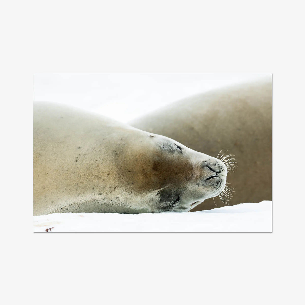 Crabeater — gallery / print / n/a