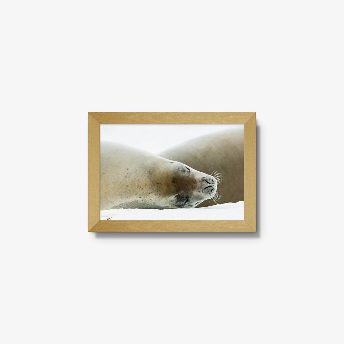 Crabeater — mini / natural / full