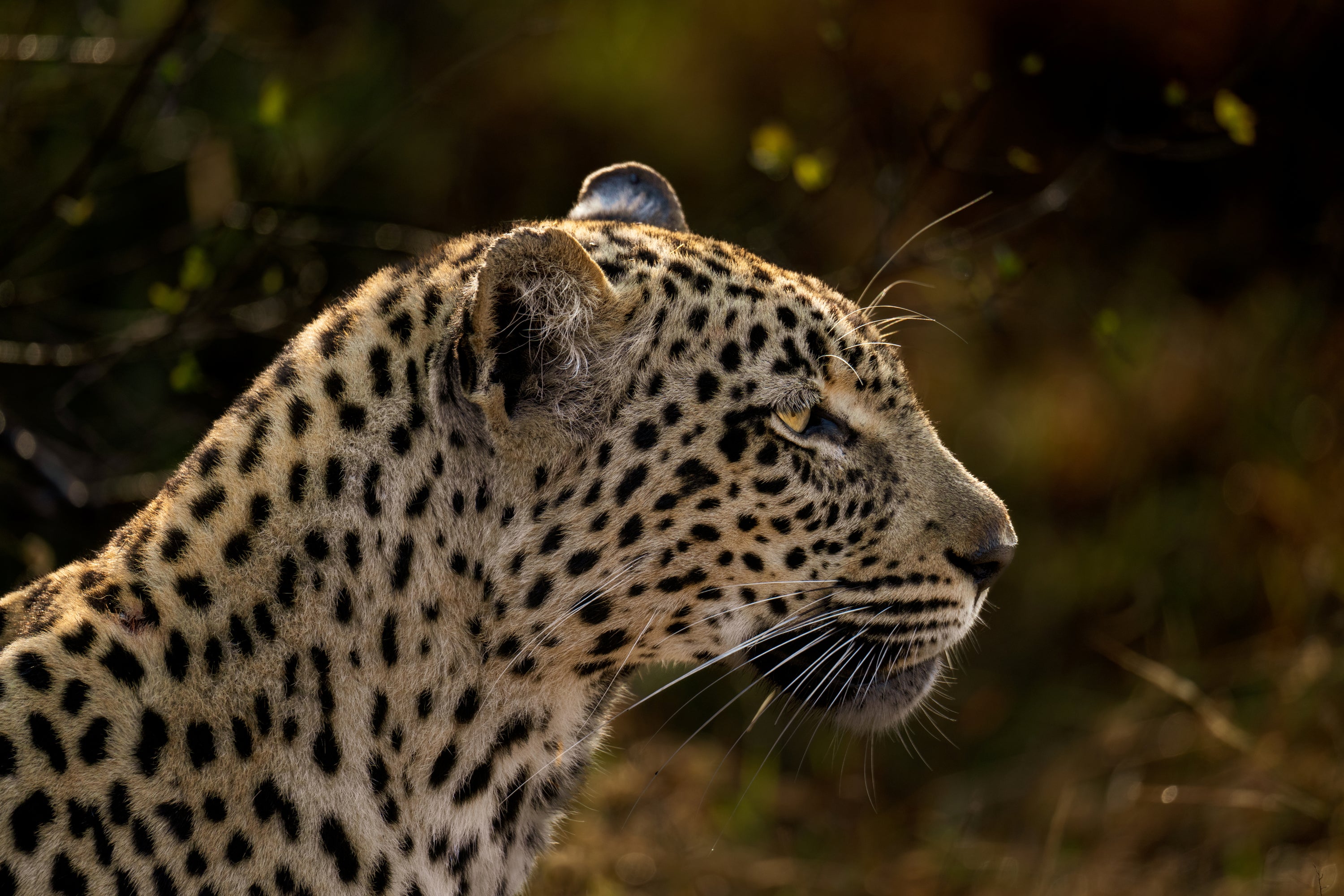 Tengile Female