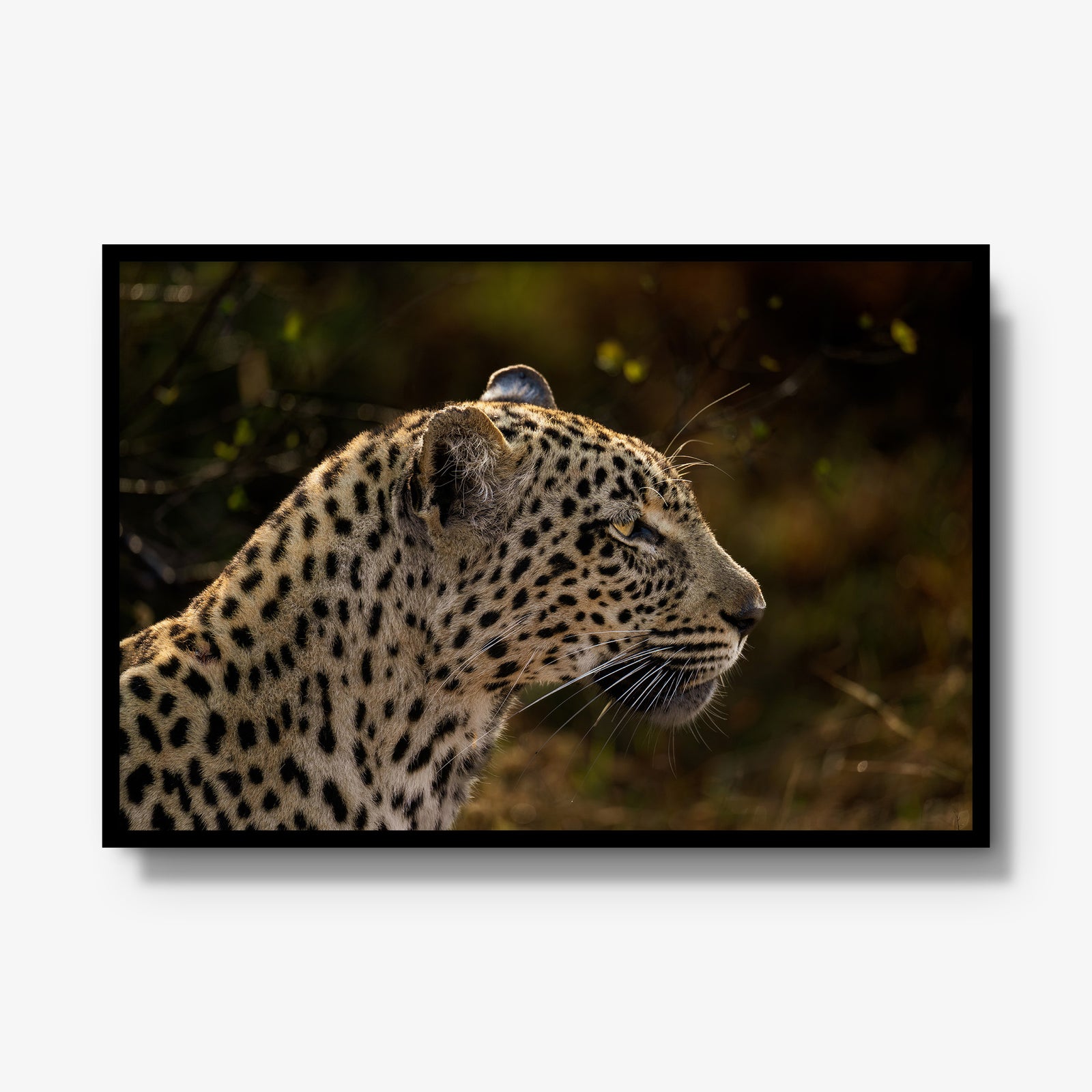 Tengile Female