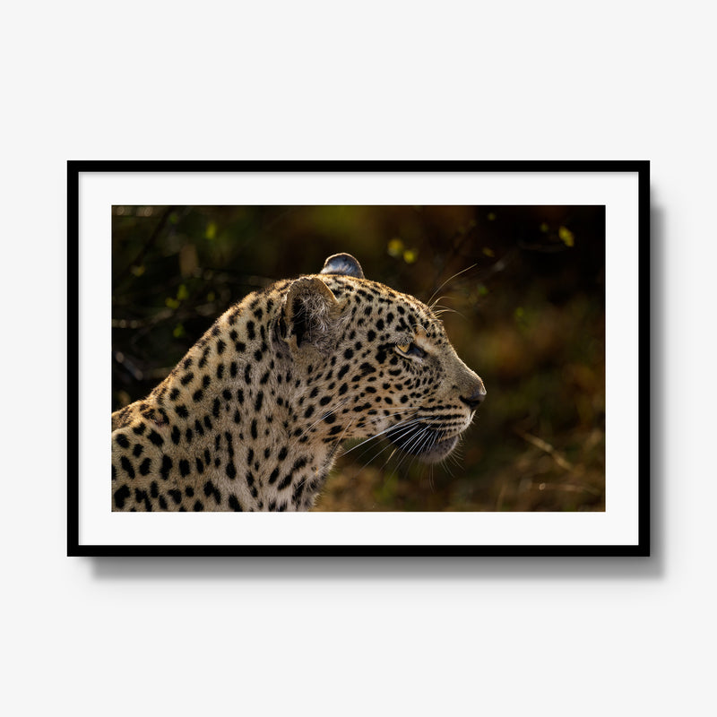Tengile Female
