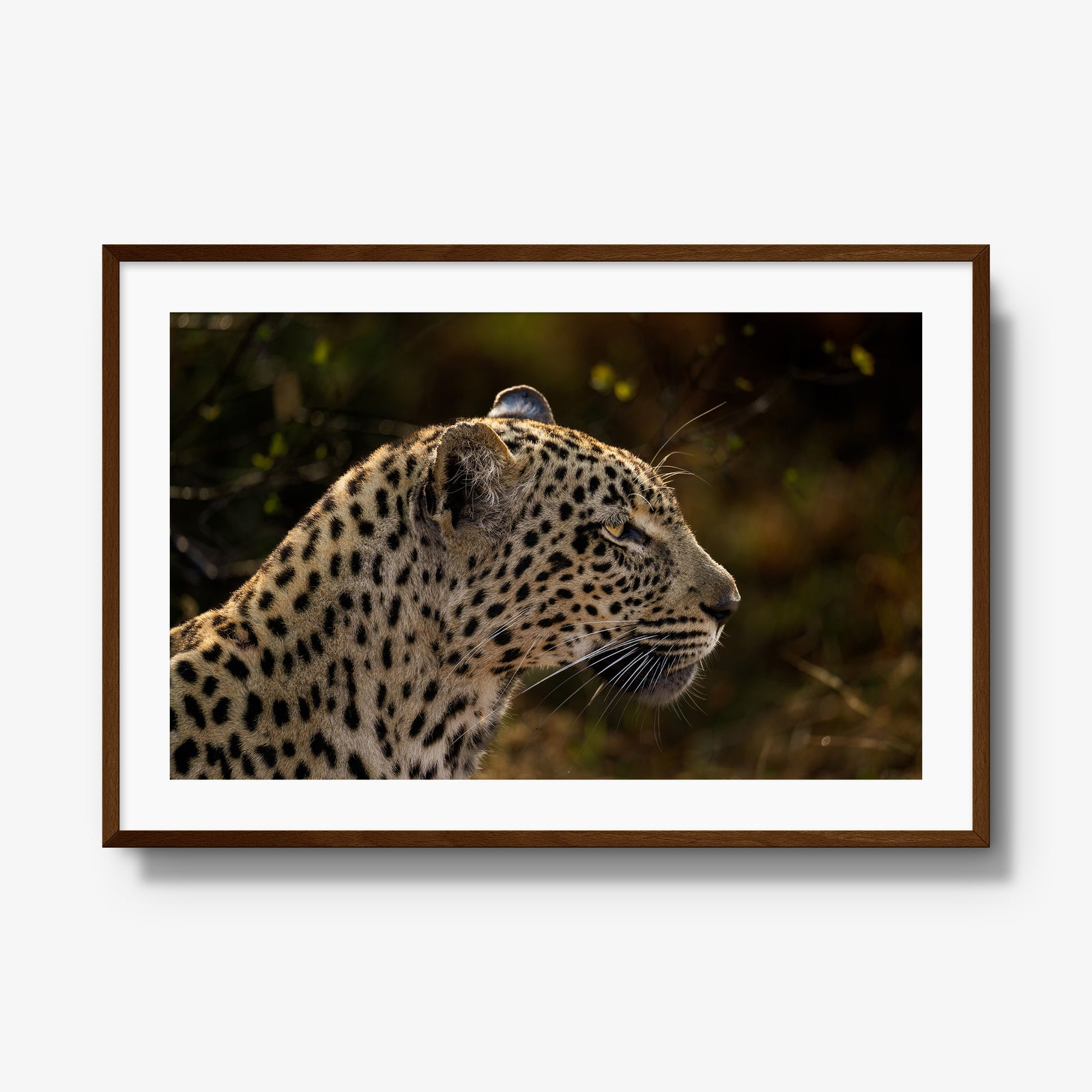 Tengile Female