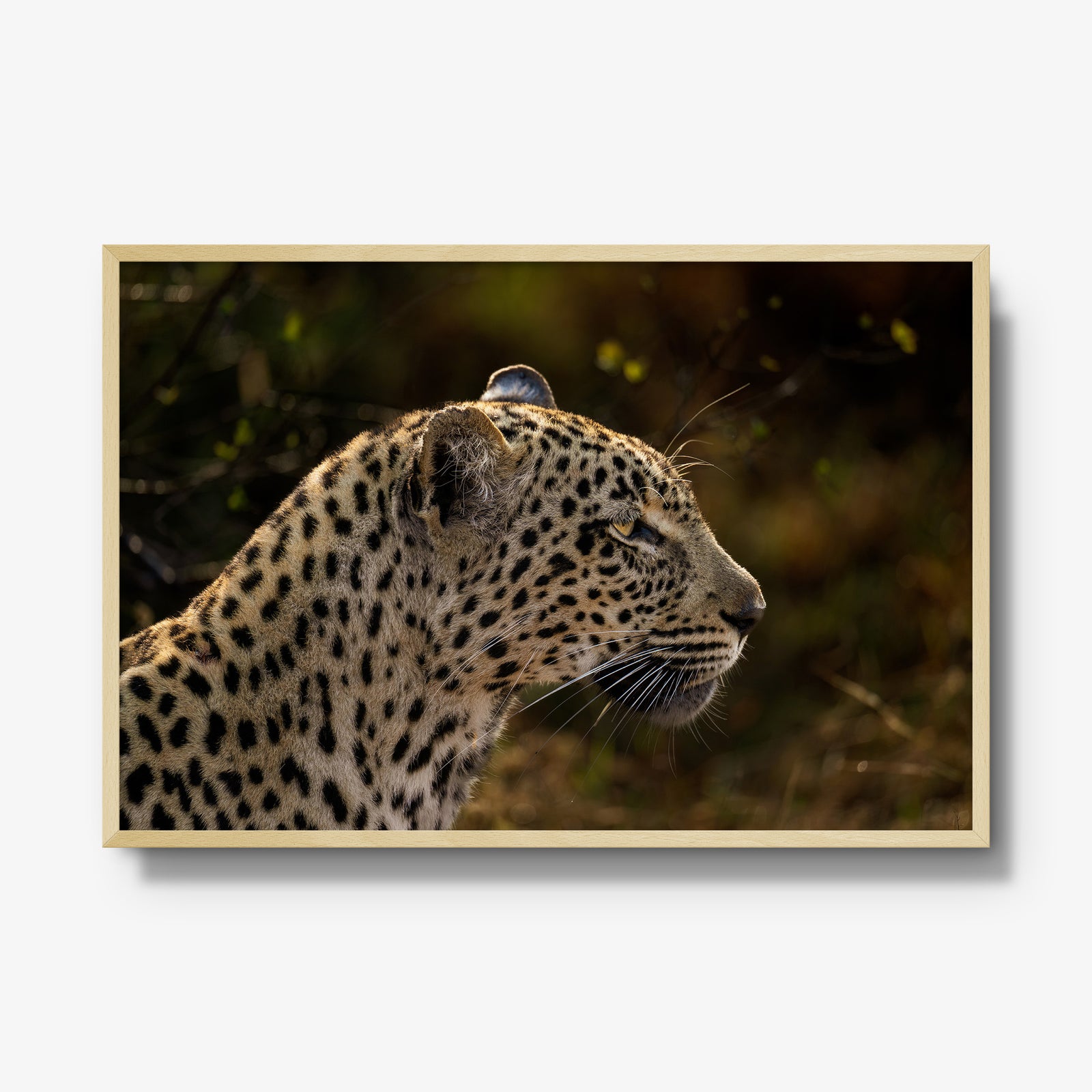 Tengile Female
