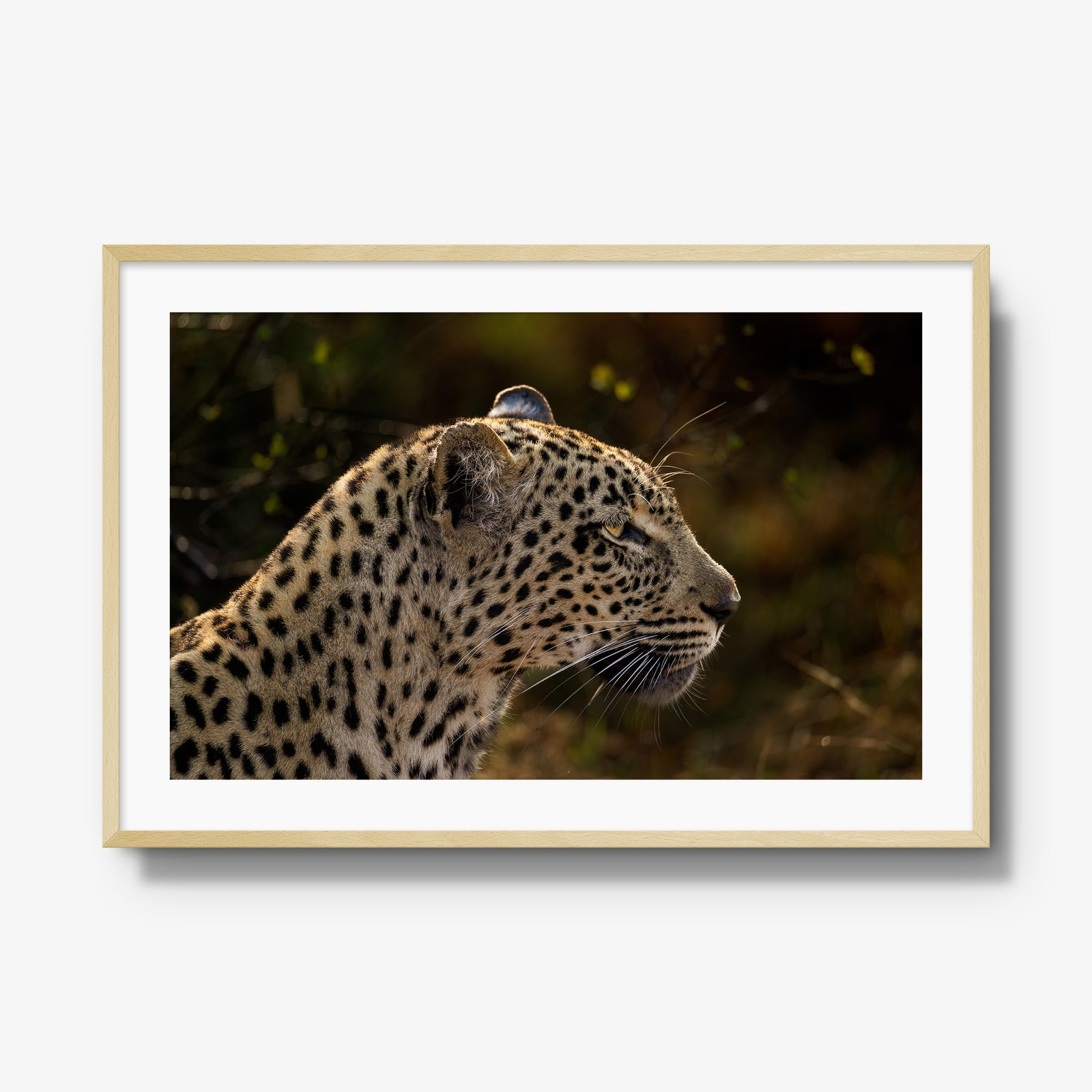 Tengile Female