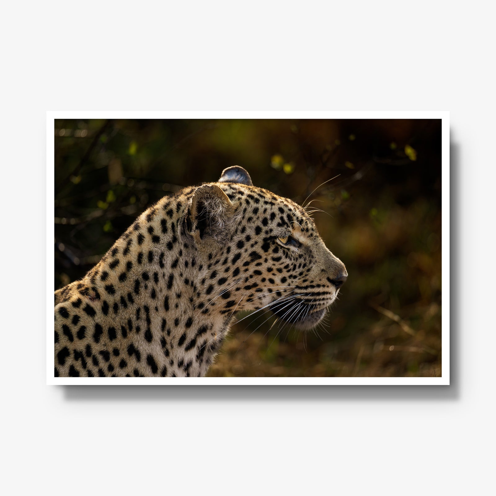 Tengile Female