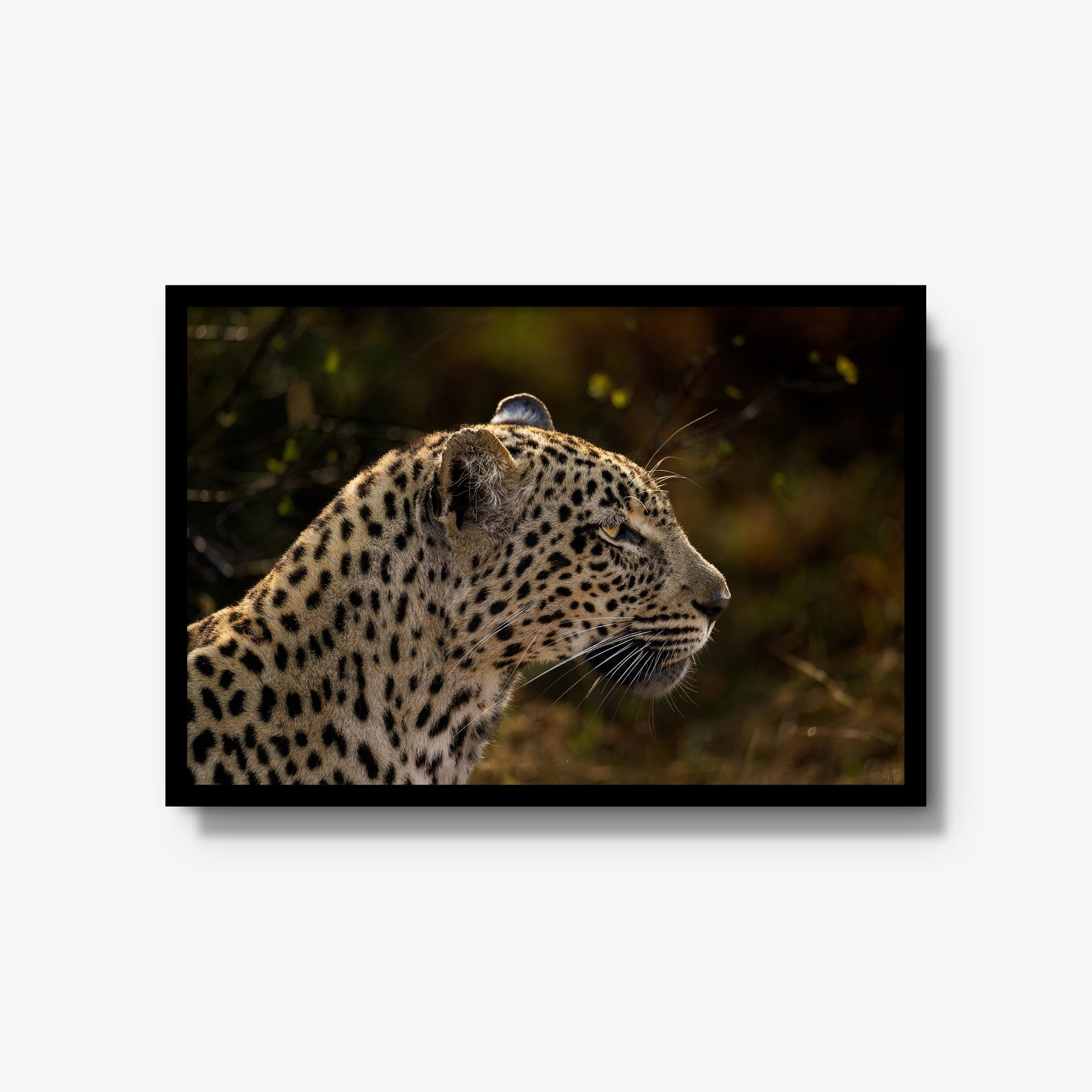 Tengile Female