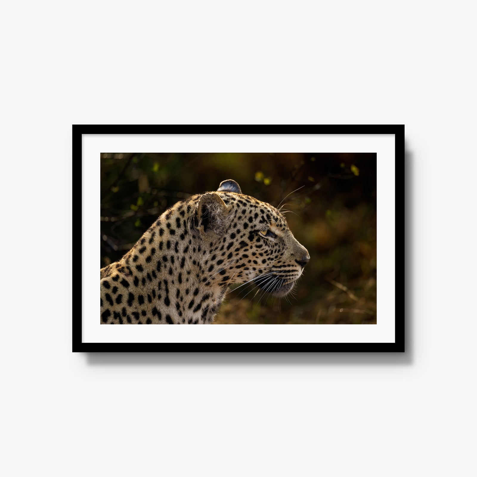 Tengile Female