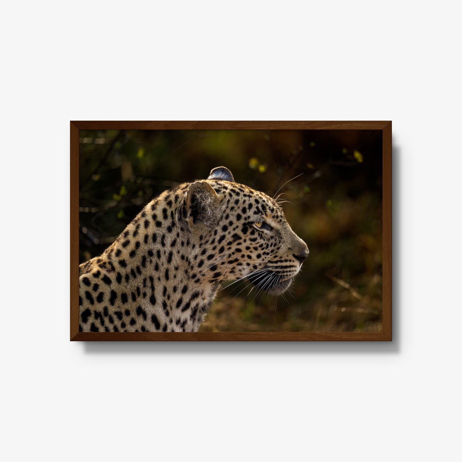 Tengile Female