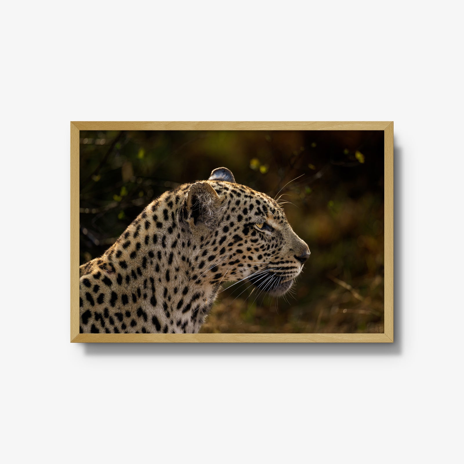 Tengile Female