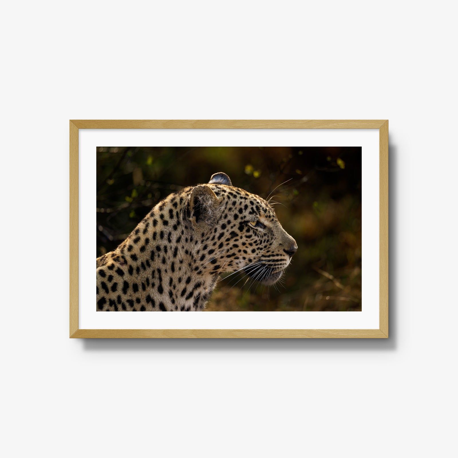 Tengile Female