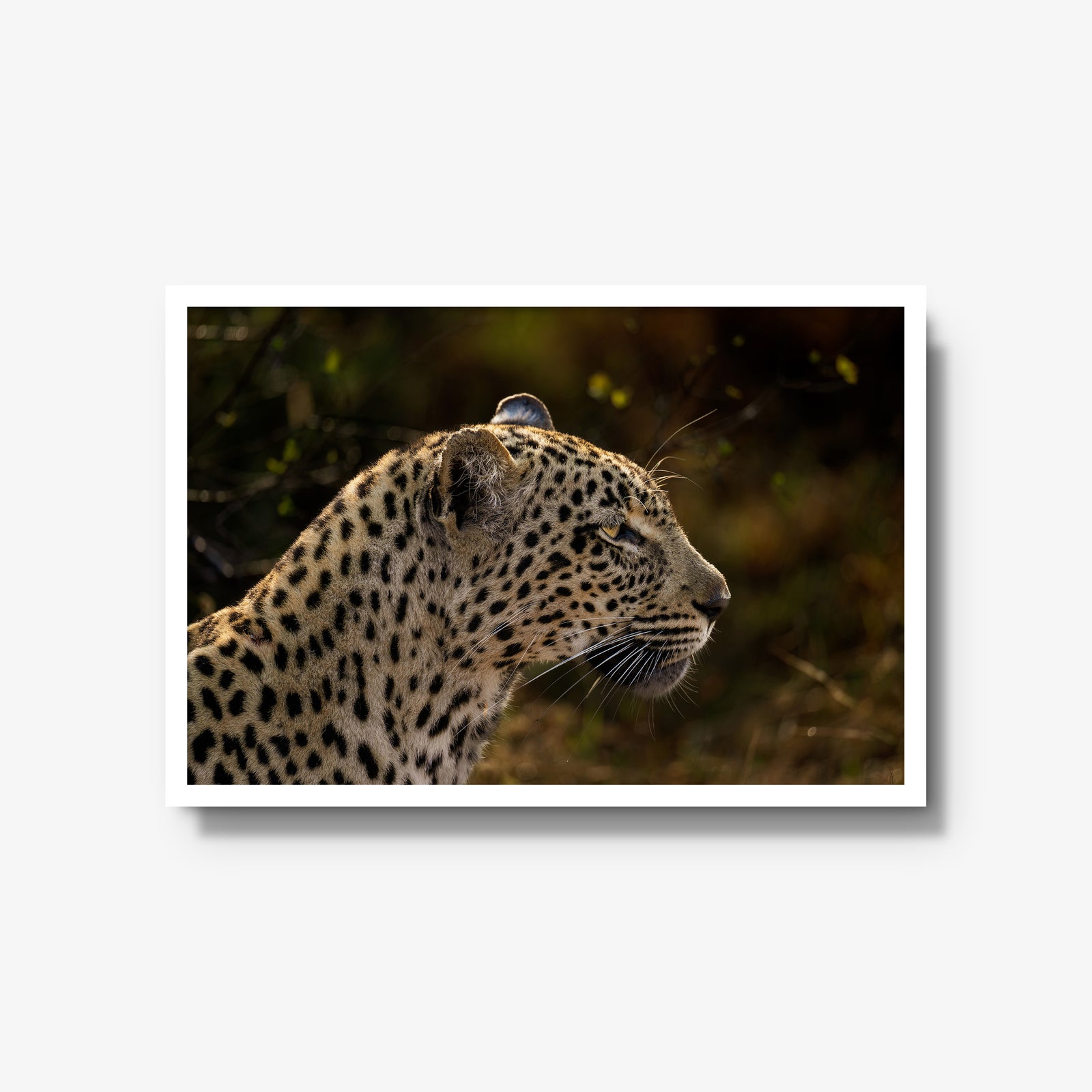 Tengile Female