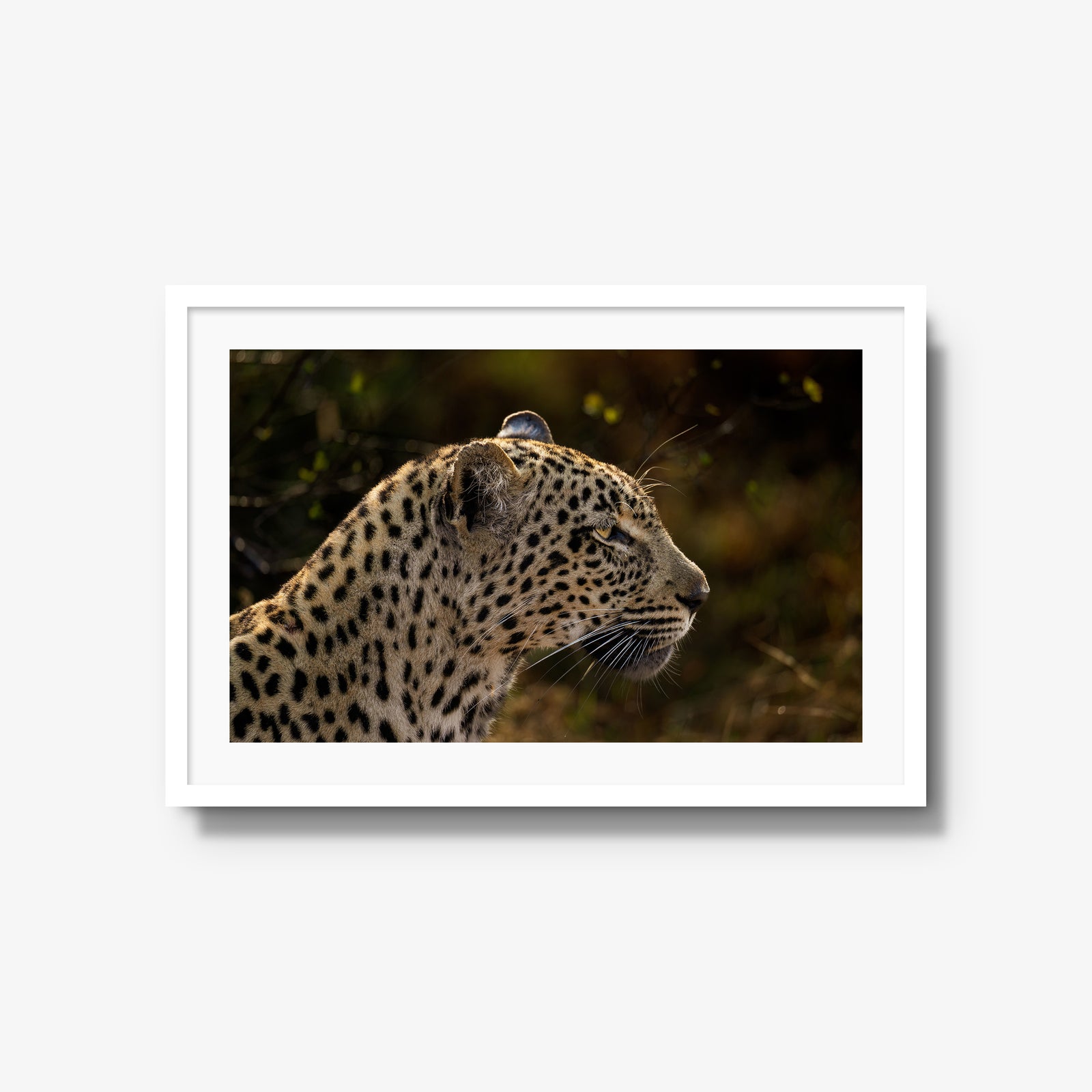 Tengile Female