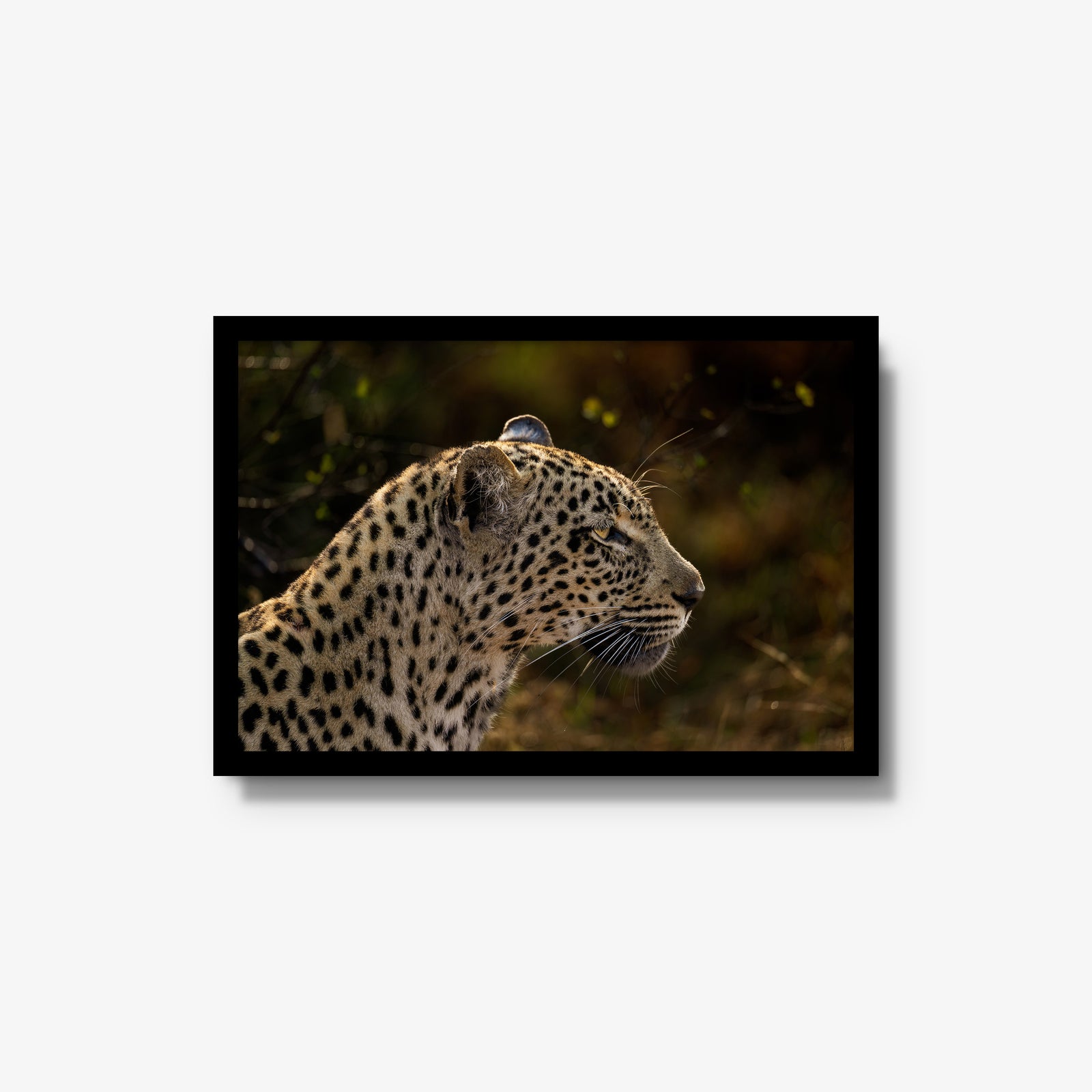 Tengile Female