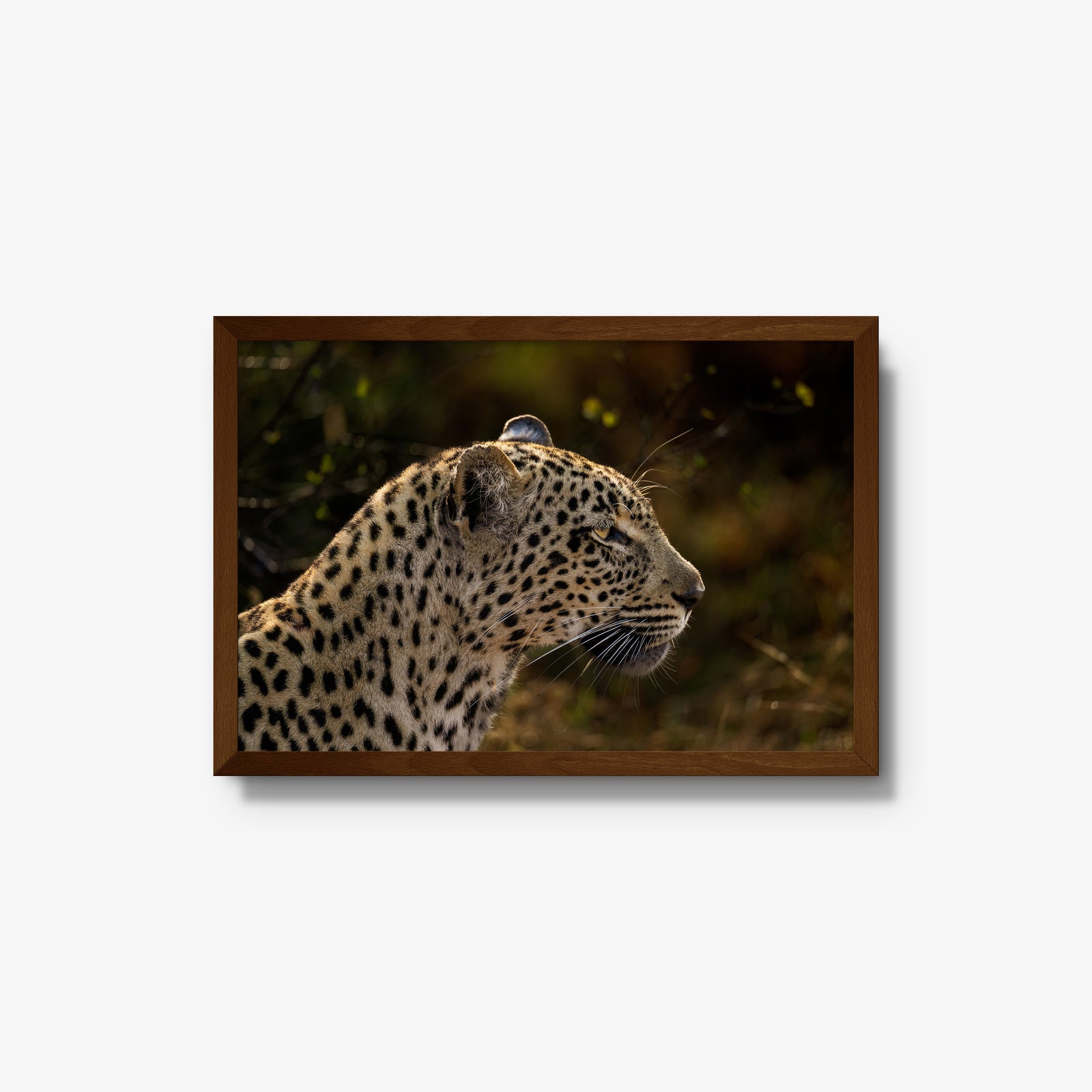 Tengile Female