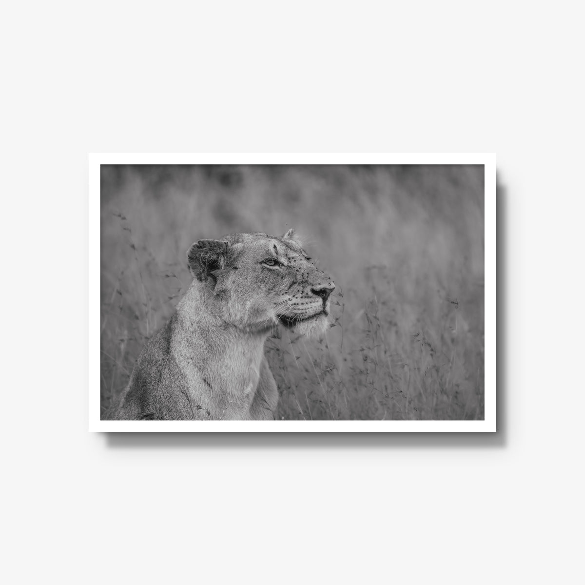 The Long Watch — large / white / full