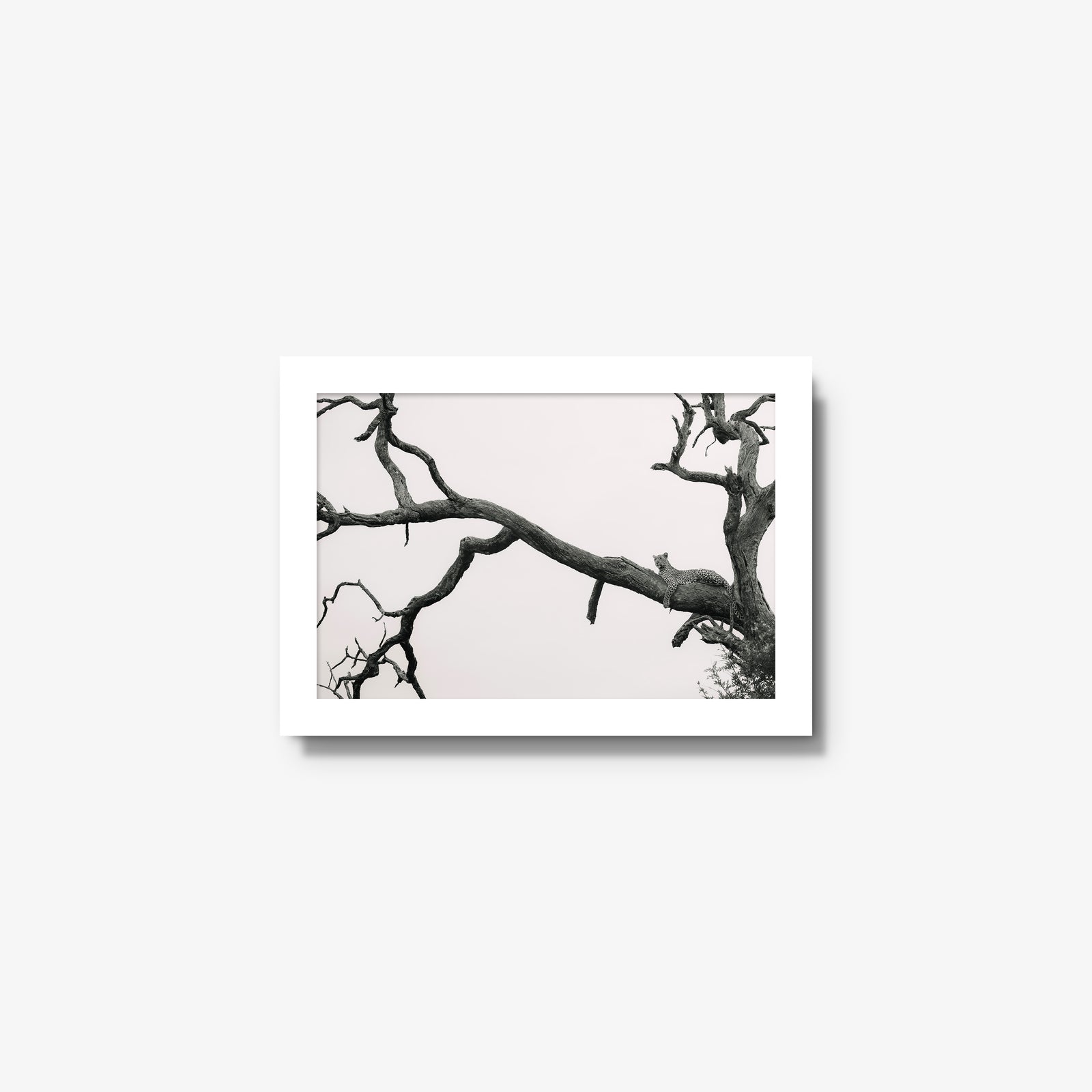 Resting Place