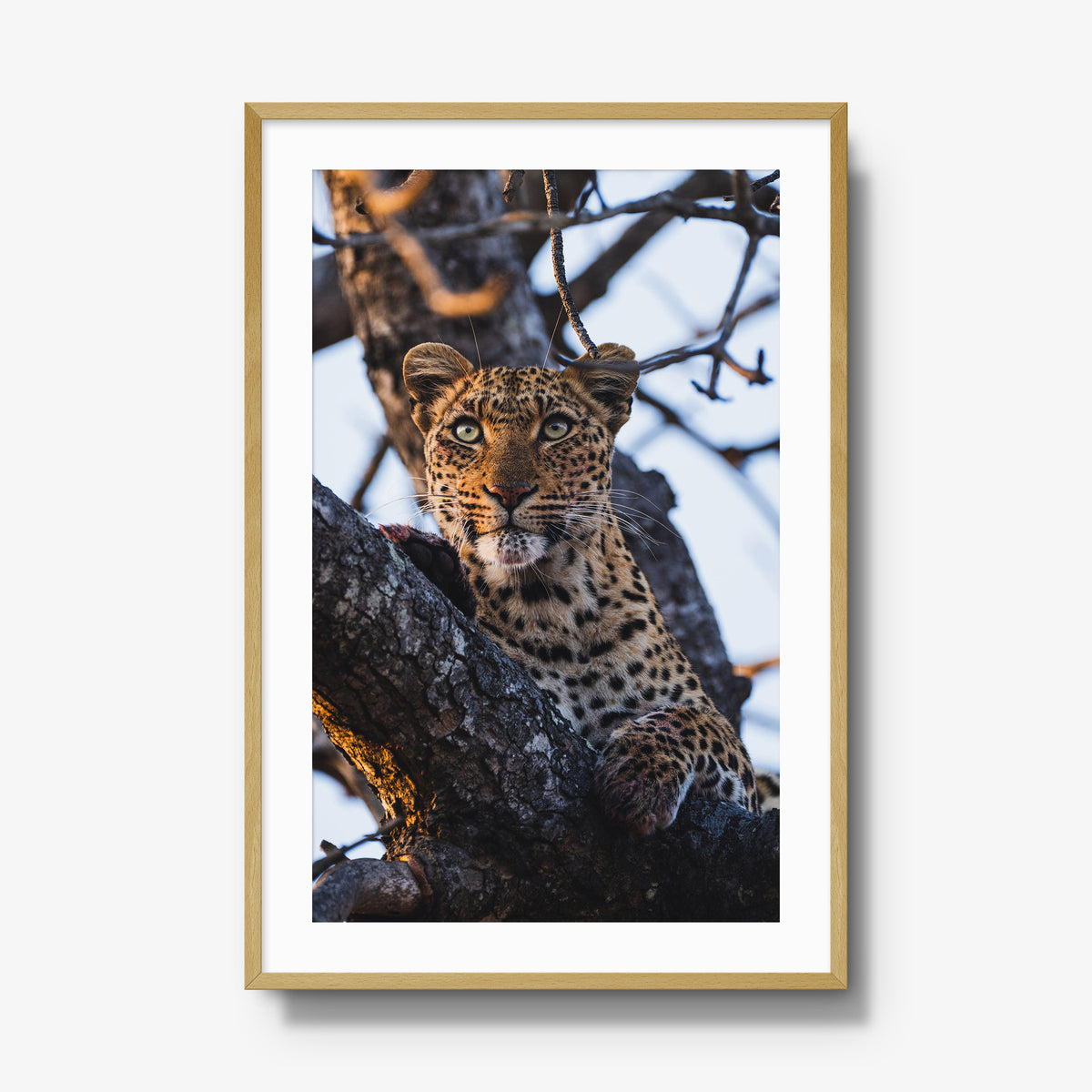 Caught Looking — gallery / natural / mat