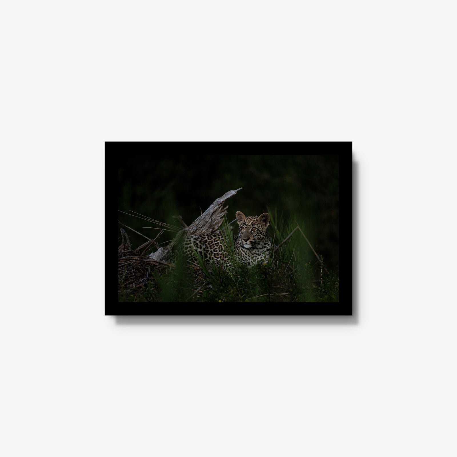 River Rocks Youngster