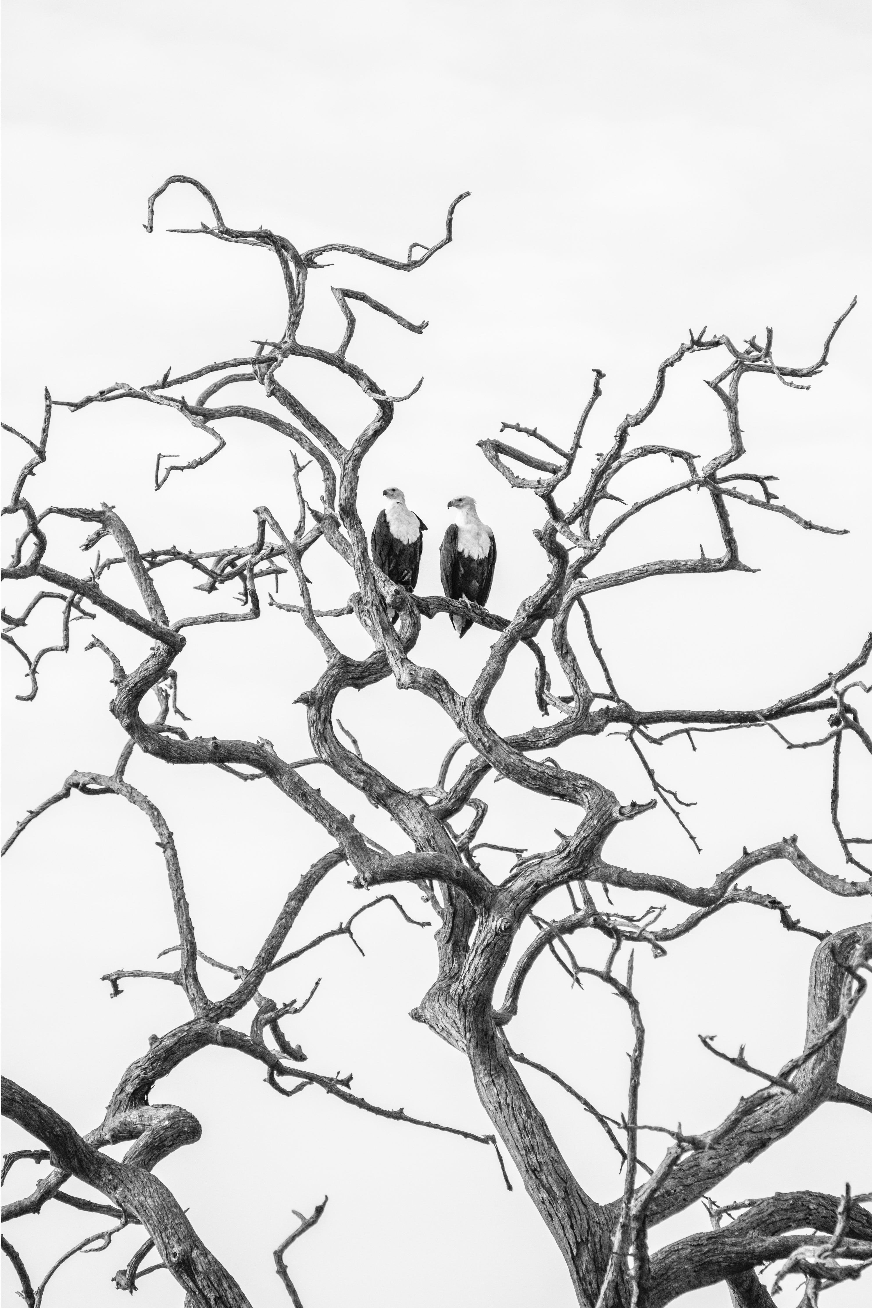 The Pair