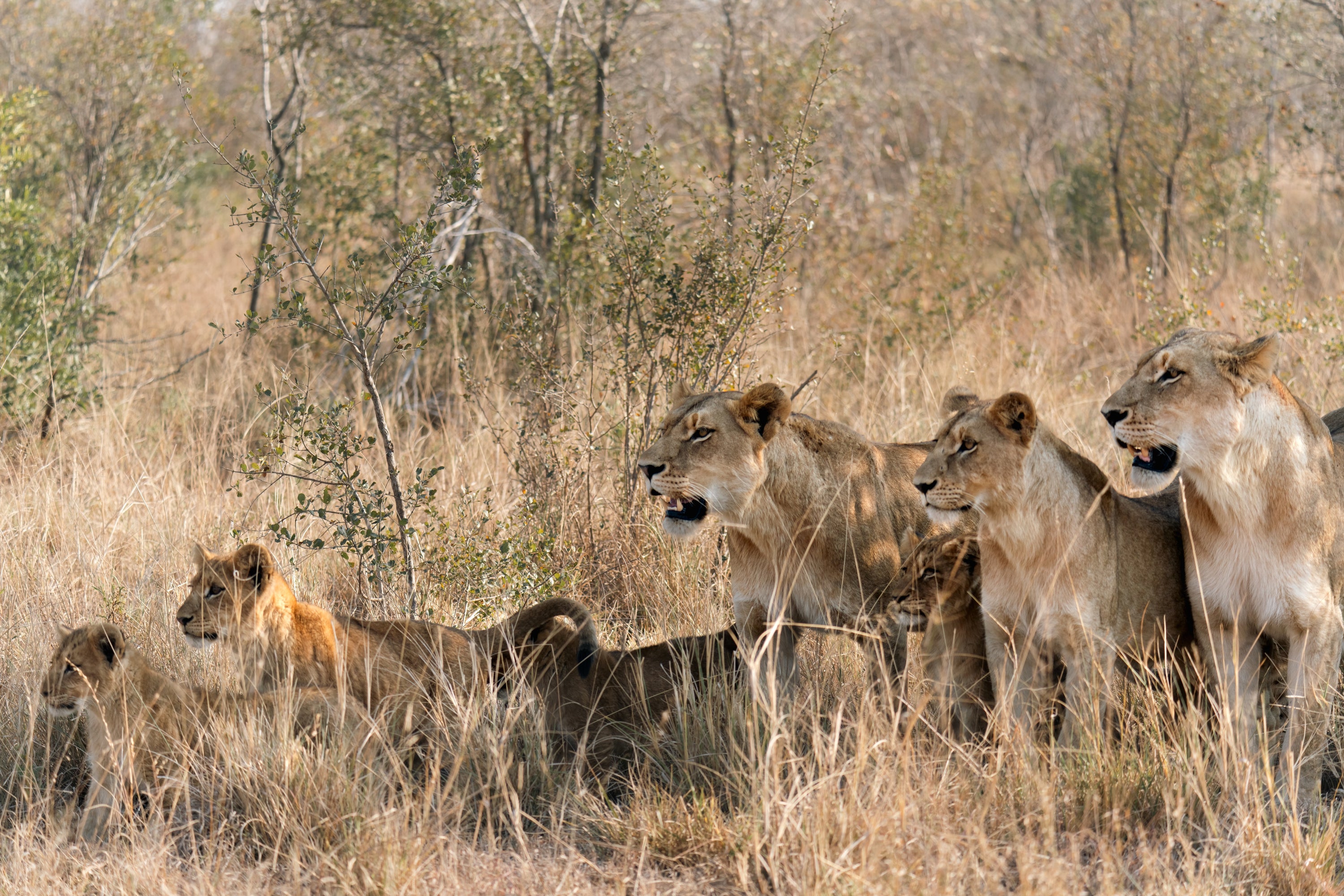 The Southern Pride