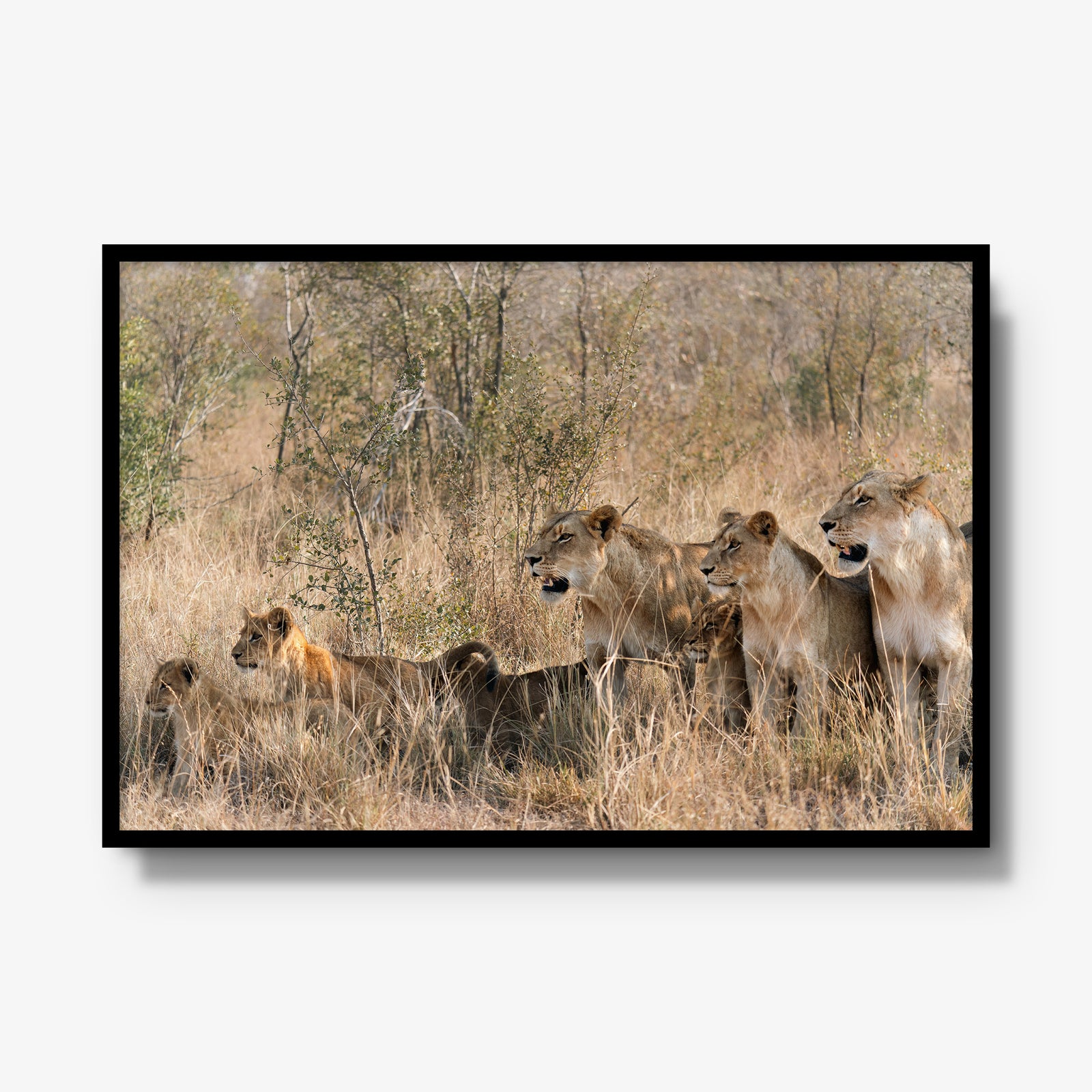 The Southern Pride