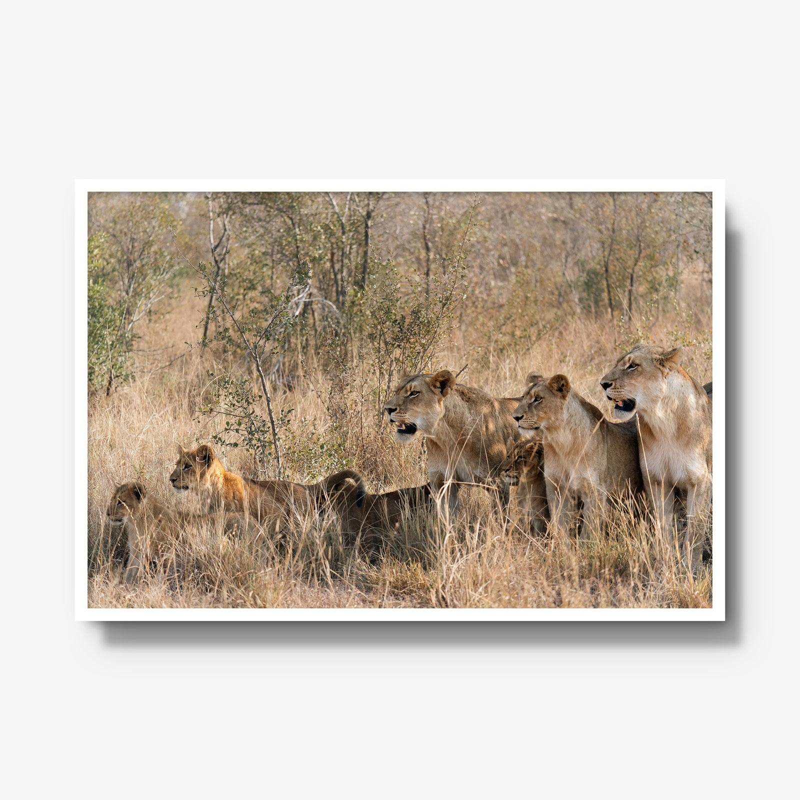 The Southern Pride