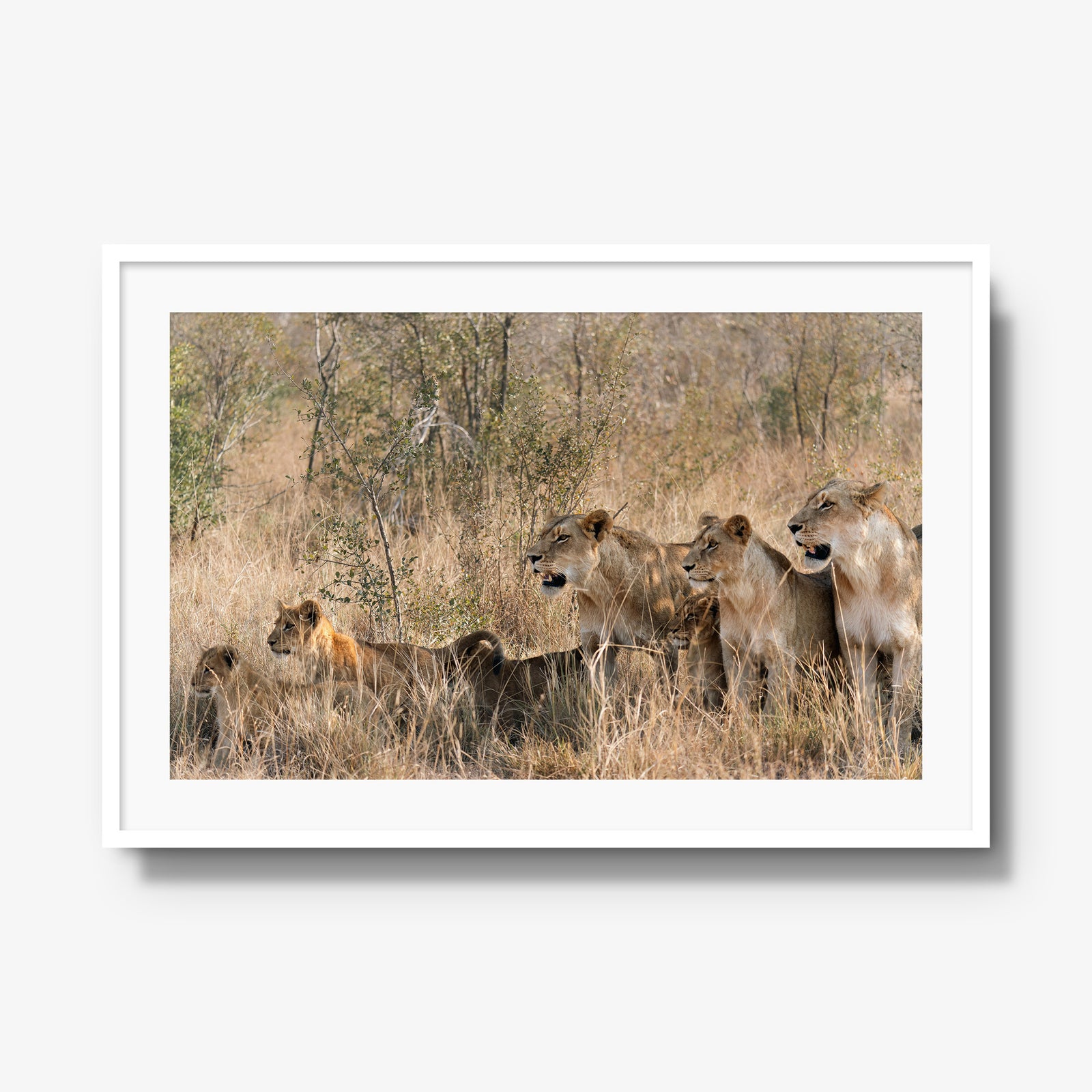 The Southern Pride