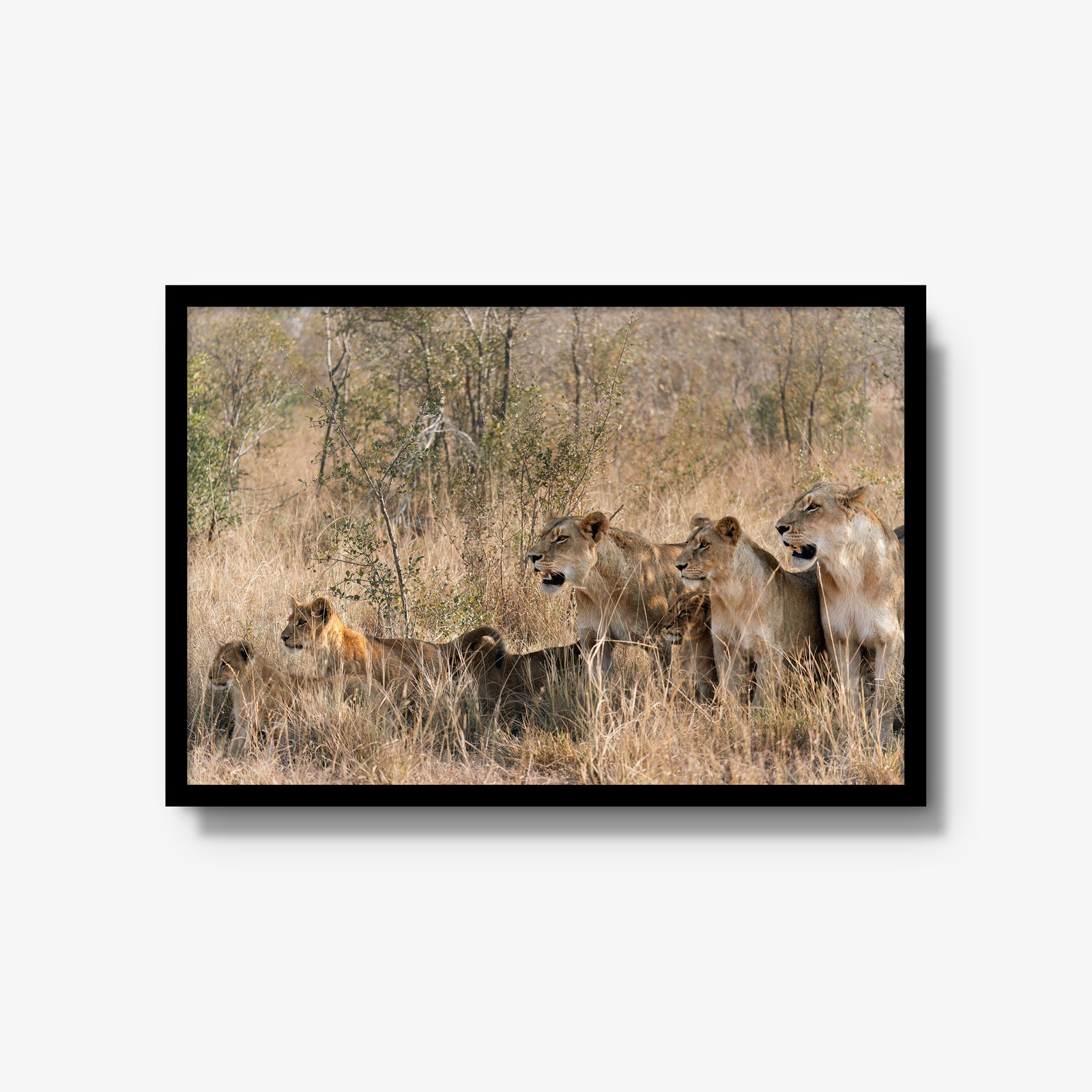 The Southern Pride