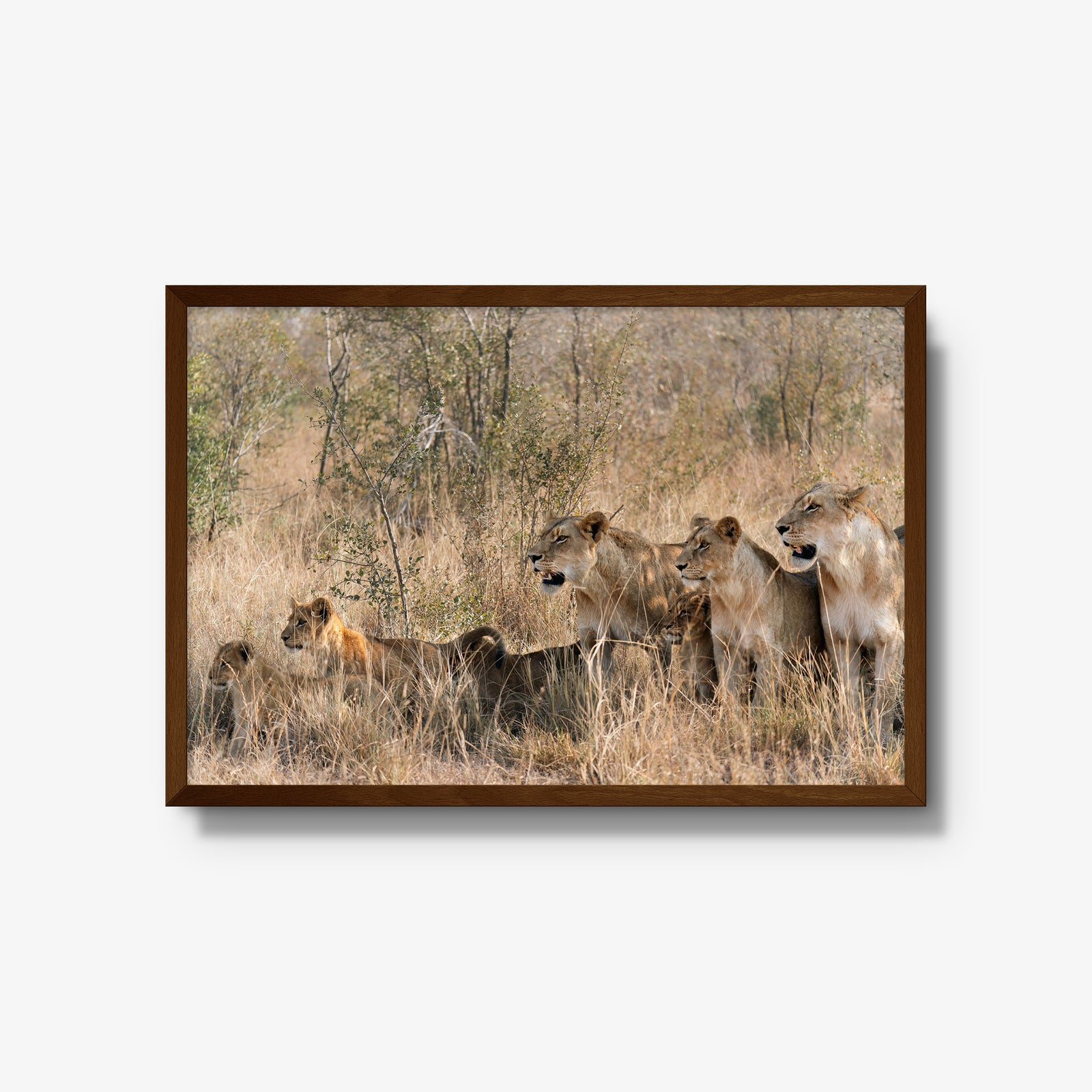 The Southern Pride